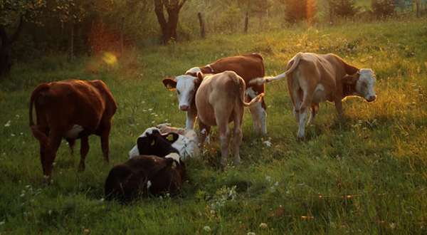養(yǎng)牛場污水 養(yǎng)牛場污水