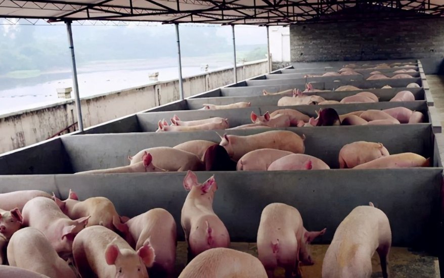 養(yǎng)豬污水處理設(shè)備包含哪些，教你選購適合的養(yǎng)殖污水處理設(shè)備