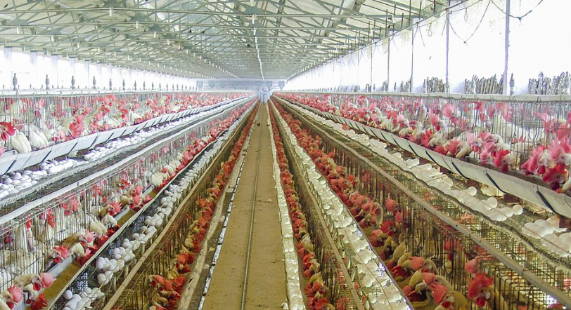 養(yǎng)殖場廢水如何正常處理？-青島樂中環(huán)保