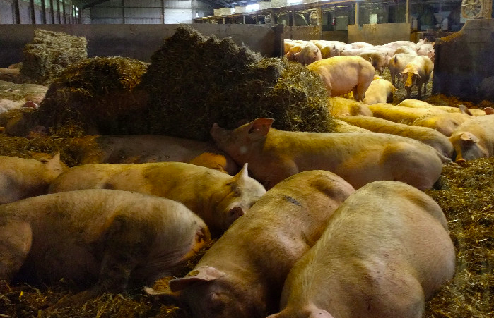 養(yǎng)豬場(chǎng)污水處理方法有哪些？選對(duì)工藝成本低效果好！