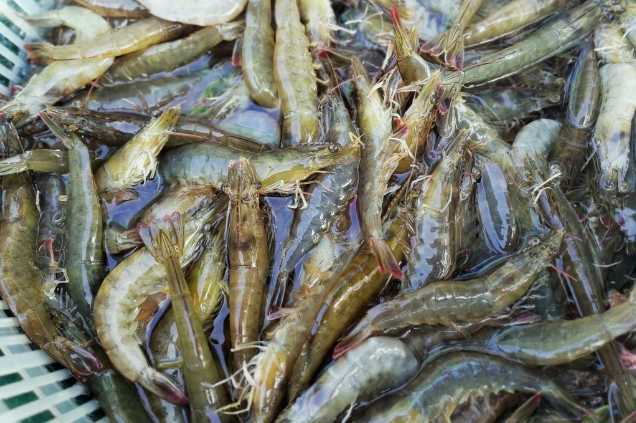 養(yǎng)蝦廢水怎么處理效果好？解決方案！-1