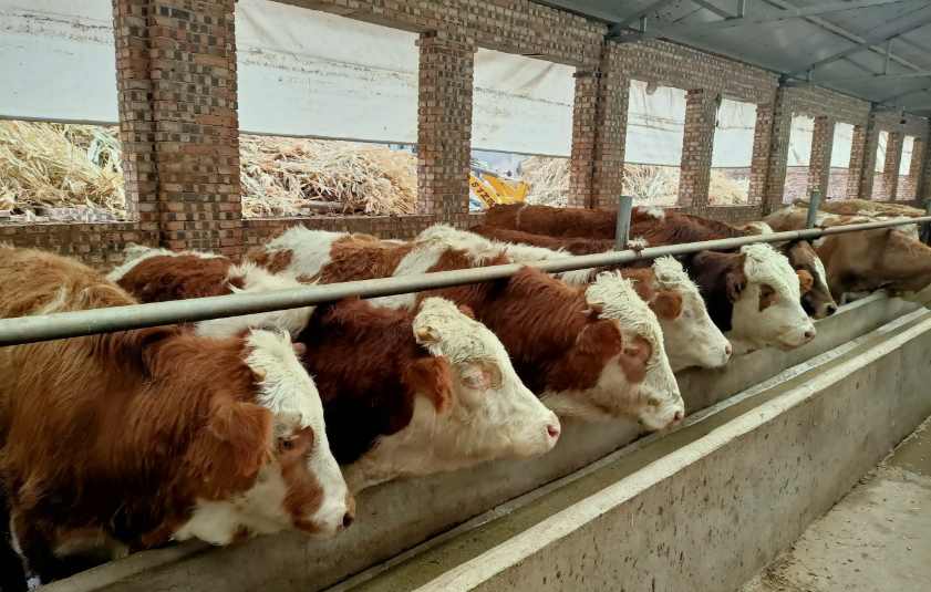 養(yǎng)牛場(chǎng)污水處理設(shè)備需要多少錢(qián)，價(jià)格？